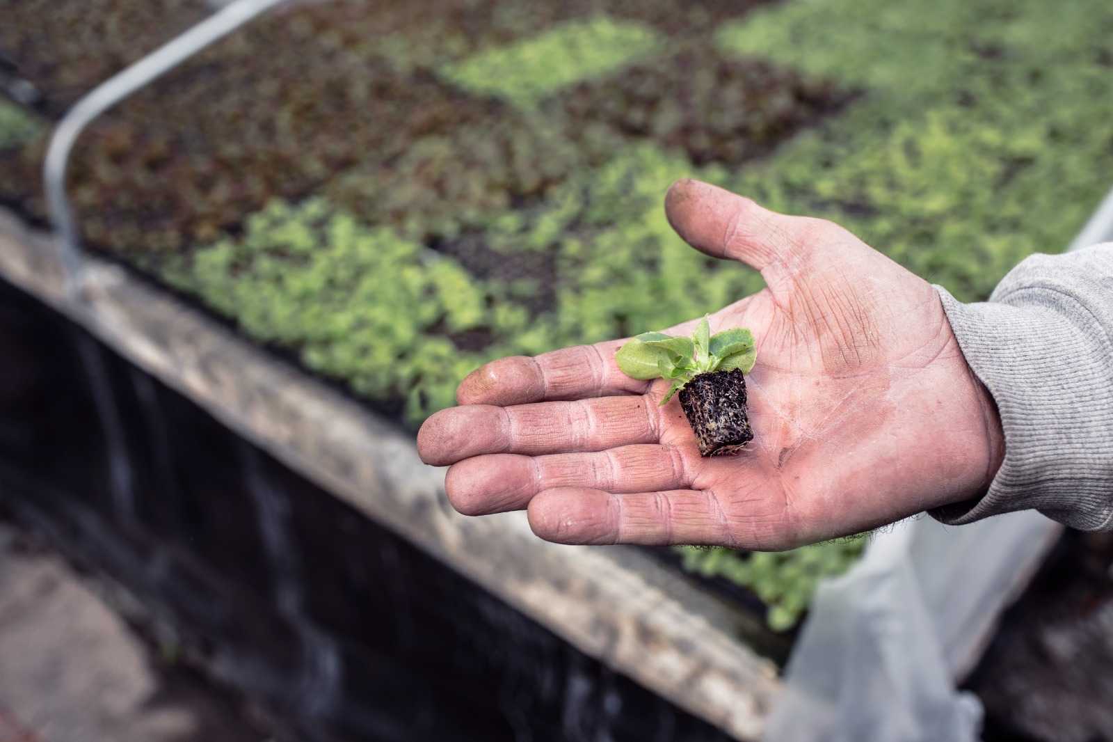 El ‘Silicon Valley’ de la lechuga abre sus puertas en el Campo de Cartagena